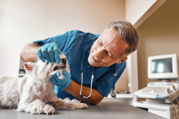 Best Same-Day Emergency Dental Services in Dixmoor, IL